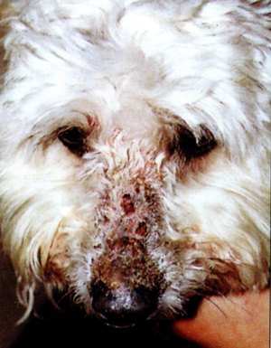 Алопеция, эритема, струпья на морде собаки, страдающей фолиальным пемфигусом