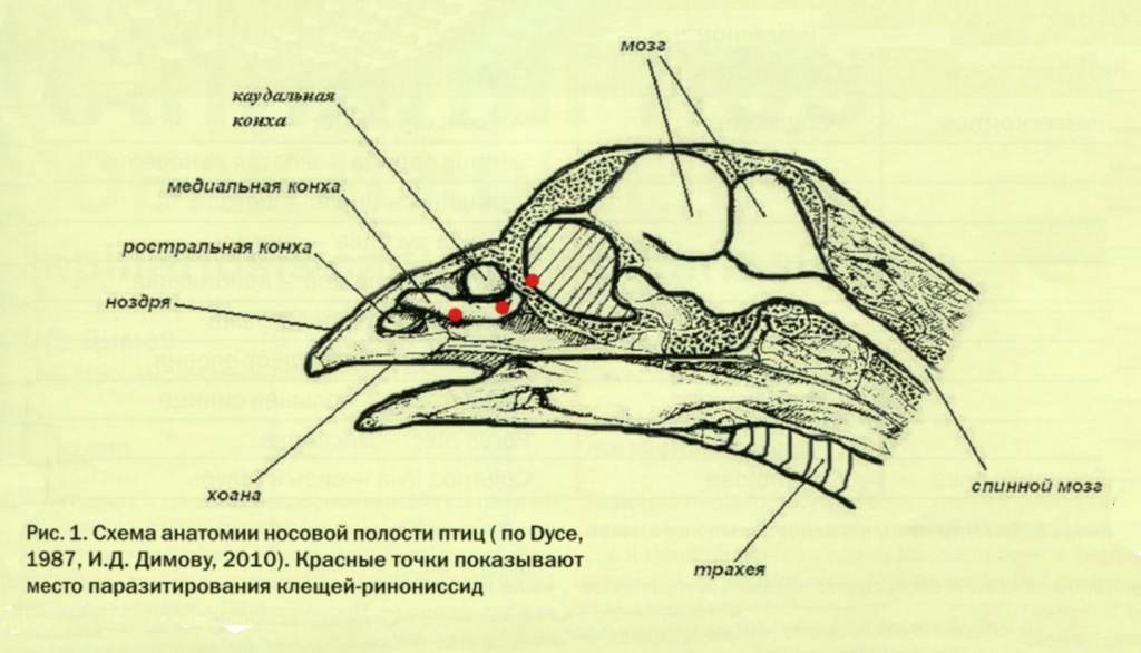 Схема анатомии носовой полости птиц 