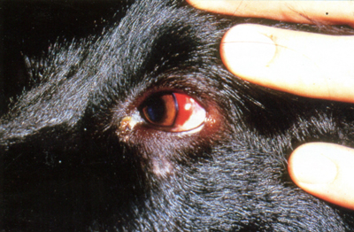 Кровоизлияния в склере у собаки, больной эрлихиозом, вызванным Е. canis.