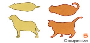Ожирение у собаки и кошки