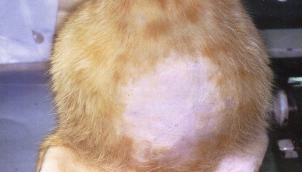 Вздутие живота у кошки с септическим выпотом в брюшную полость