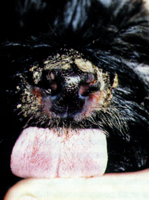 депигментация и корочка на кончике носа собаки, страдающей эритематозным пемфигусом
