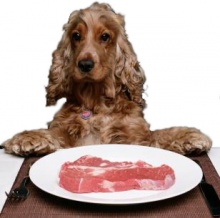 Чем кормить собаку чтобы она набрала вес и как приучить ее к сухому корму?
