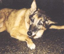 Собака чешет уши: причины, возможные заболевания, лечение | 
Ветеринарная служба Владимирской области