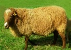 Сараджинская порода овец