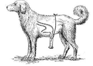 Собака с желудочком, изолированным по И. П. Павлову