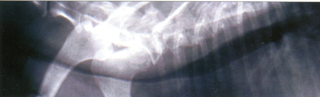 Рентгенограмма дыхательных путей йоркширского терьера 