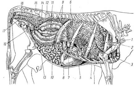 Топография внутренних органов коровы (вид справа)