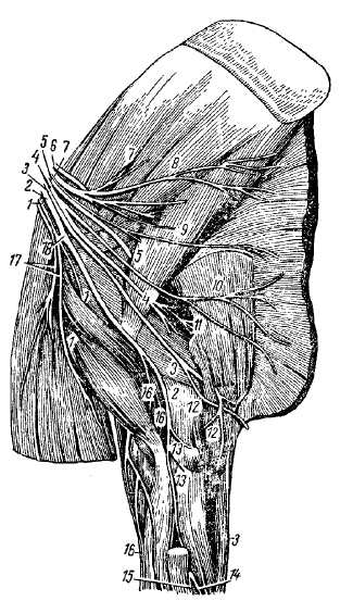 Схема нервов плечевого сплетения лошади