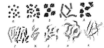  Основные формы бактерий