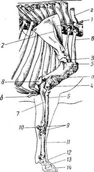 Скелет правой грудной конечности коровы с грудной клеткой