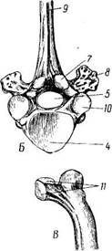 Гомологом скелета хвоста животных в позвоночнике человека thumbnail
