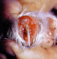 Алопеция, эритема, изъязвление околокогтевых мягких тканей при фолиальном пемфигусе. Перионихия у кошек.
