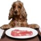Кормление собаки — рекомендации и полезные советы по правильному натуральному кормлению собаки