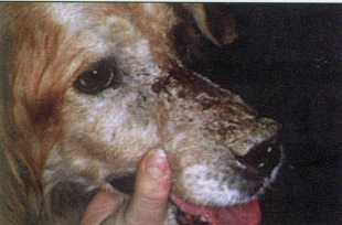 Выраженные проявления поражений на морде собаки, вызванные фолиальным пемфиусом