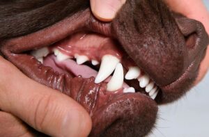 Зубы собаки